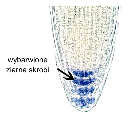 Mikrofotografia wierzchołkowej części młodego korzenia rzodkiewnika pospolitego ze strzałką wskazującą wybarwione ziarna skrobi.