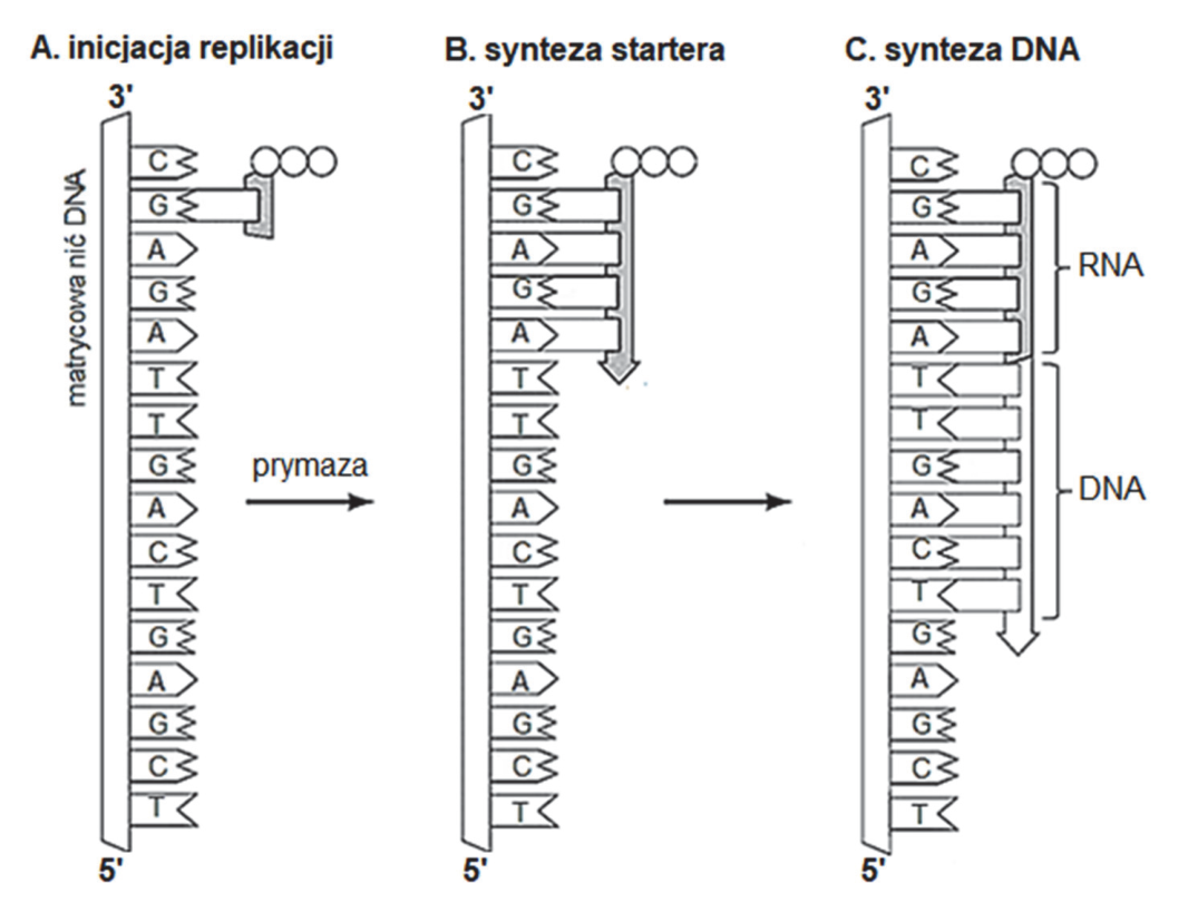 Schemat A. inicjacja replikacji, B. synteza startera, C. synteza DNA. Zawiera oznaczenia zasad nici matrycowej, prymazy, kierunków syntezy oraz klamry wskazujące odcinki RNA i DNA.
