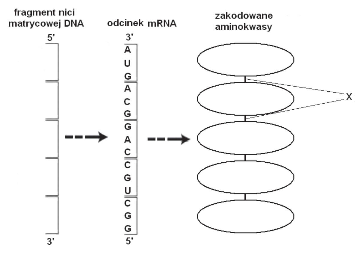 Schemat fragmentu nici matrycowej DNA, odcinka mRNA i zakodowanych aminokwasów; literą X oznaczono wiązanie między aminokwasami.