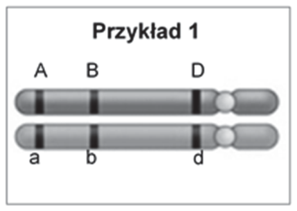 Przykład 1: para chromosomów homologicznych z allelami A, B, D oraz a, b, d.