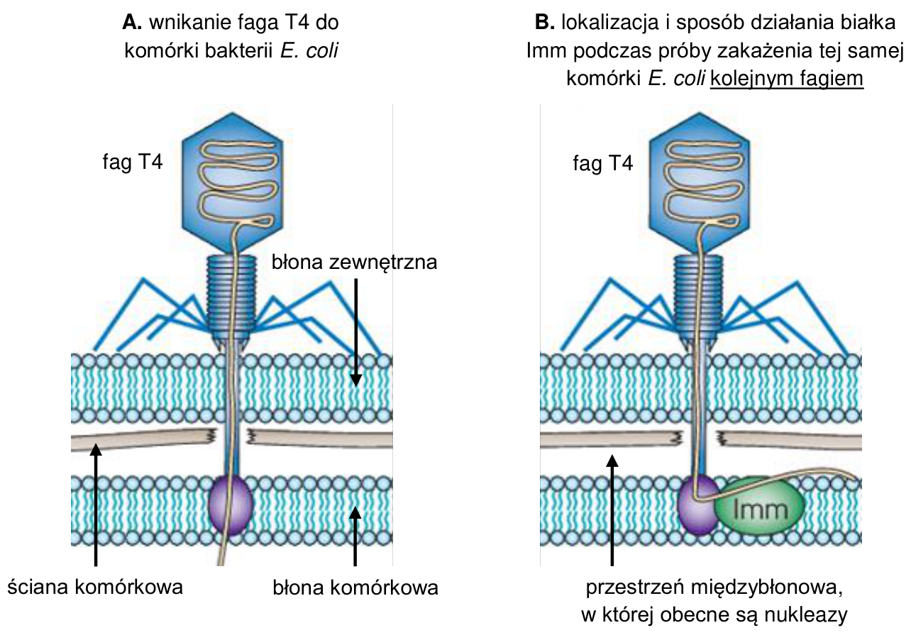 Schematy A i B przedstawiające wnikanie faga T4 do komórki E. coli oraz lokalizację i działanie białka Imm; wraz z tytułami schematów i wszystkimi oznaczeniami.