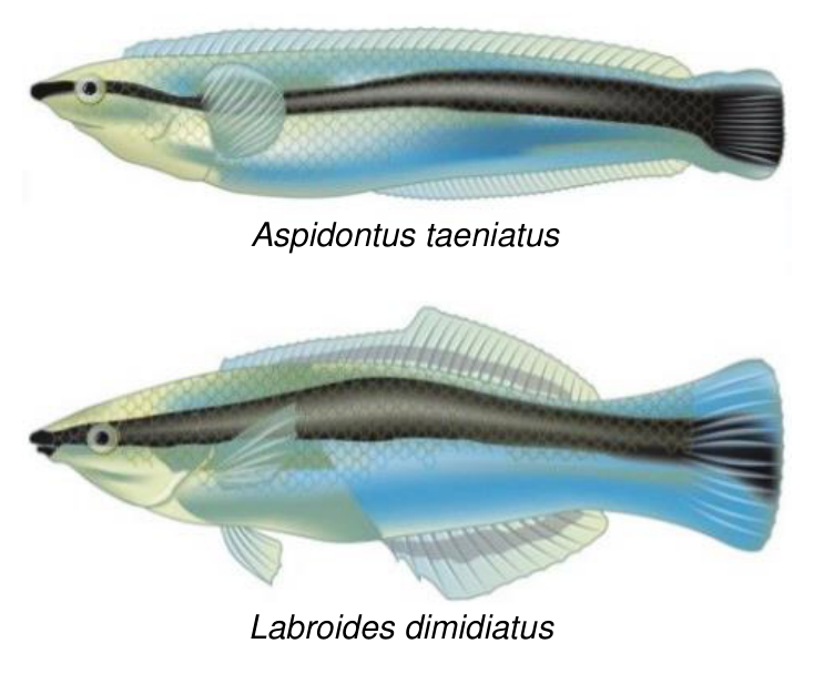 Ilustracje dwóch ryb wraz z podpisami: u góry Aspidontus taeniatus, u dołu Labroides dimidiatus.