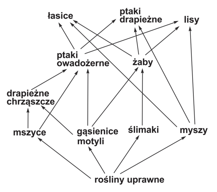 Schemat sieci pokarmowej ekosystemu pola uprawnego z podpisanymi organizmami i strzałkami wskazującymi zależności pokarmowe.