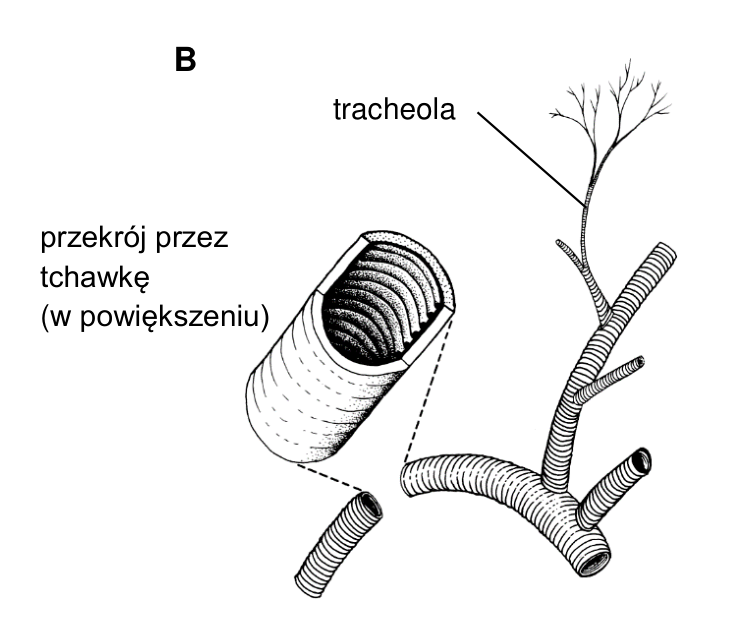 Rysunek B: tchawki owada, tracheola oraz powiększony przekrój przez tchawkę.