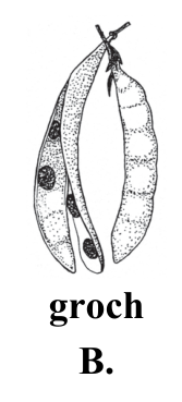 B. groch — owoc.