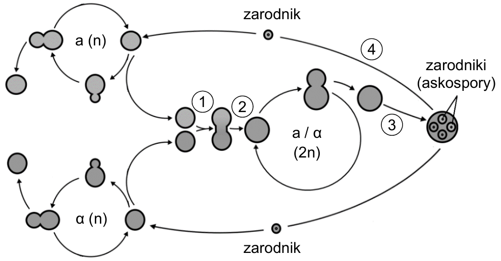 Schemat cyklu życiowego drożdży z formami haploidalnymi a i α, formą diploidalną a / α, zarodnikami i etapami oznaczonymi numerami 1–4.