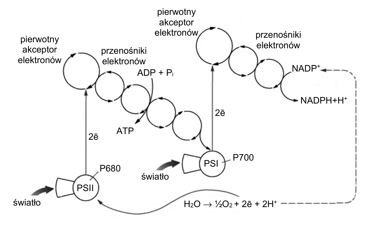 Schemat fosforylacji fotosyntetycznej z fotosystemami PSII i PSI, przenośnikami elektronów oraz oznaczeniami ATP, NADP⁺ i NADPH+H⁺