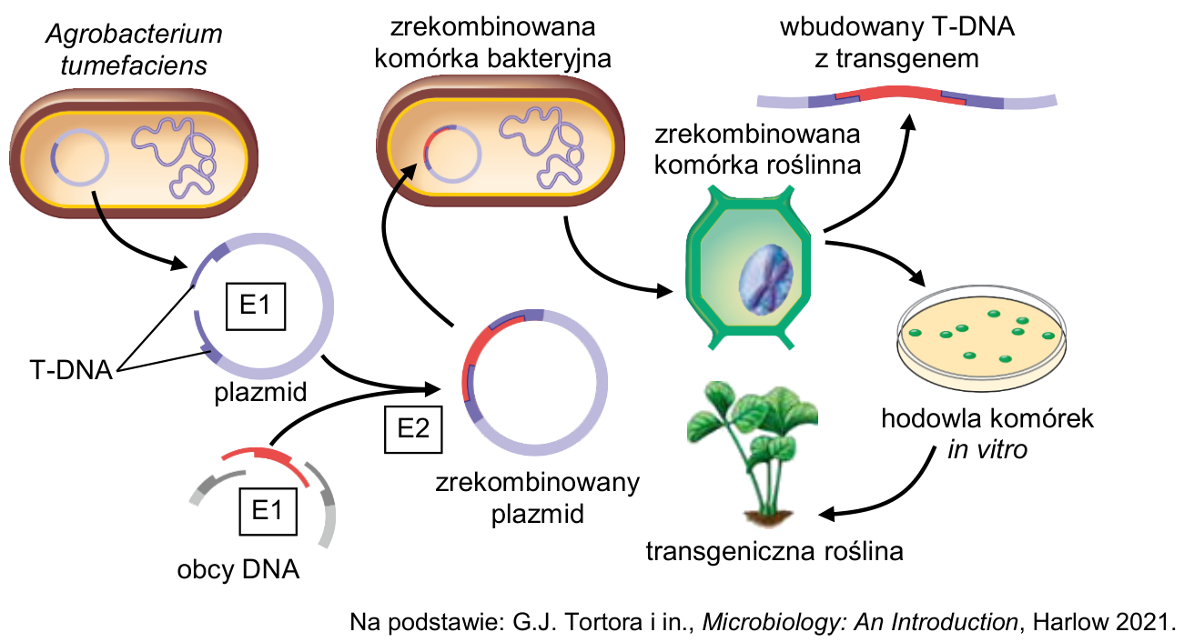 Schemat otrzymywania rośliny transgenicznej z użyciem Agrobacterium tumefaciens; zawiera oznaczenia E1, E2, T-DNA i podpisy etapów.