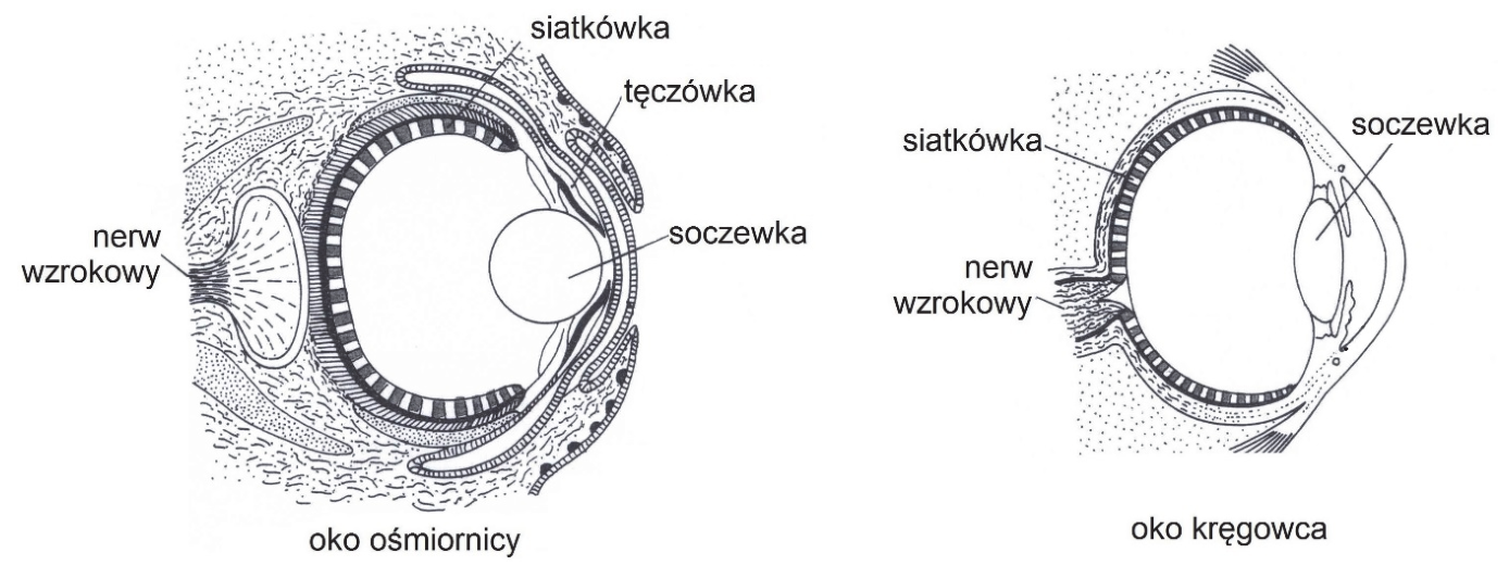 Przekroje oka ośmiornicy i oka kręgowca z oznaczeniami siatkówki, soczewki i nerwu wzrokowego; przy oku ośmiornicy oznaczono także tęczówkę.