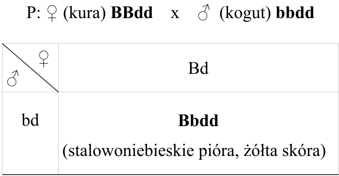 Krzyżówka genetyczna z oznaczeniami rodziców, gamet oraz genotypu i fenotypu potomstwa