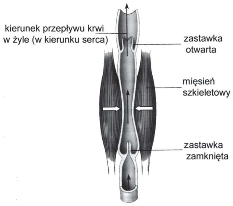 Schemat przepływu krwi w żyle kończyny dolnej z oznaczeniem mięśnia szkieletowego oraz zastawki otwartej i zamkniętej.