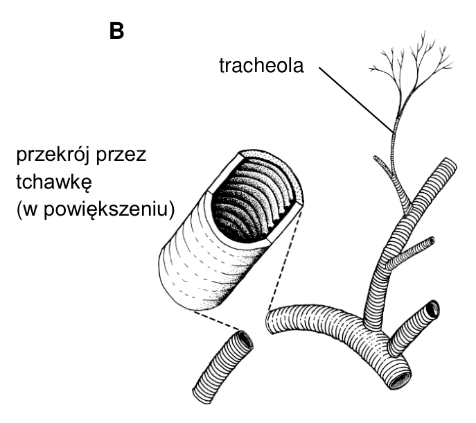 Rysunek B: tchawki owada, tracheola oraz powiększony przekrój przez tchawkę.
