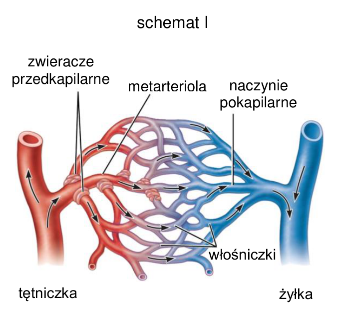 Schemat I mikrokrążenia przy otwartych zwieraczach przedkapilarnych