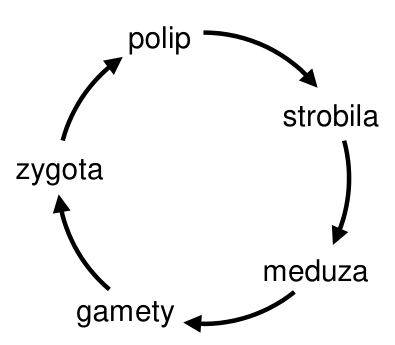 B. krążkopławy. Schemat cyklu życiowego z oznaczeniami: polip, strobila, meduza, gamety, zygota.