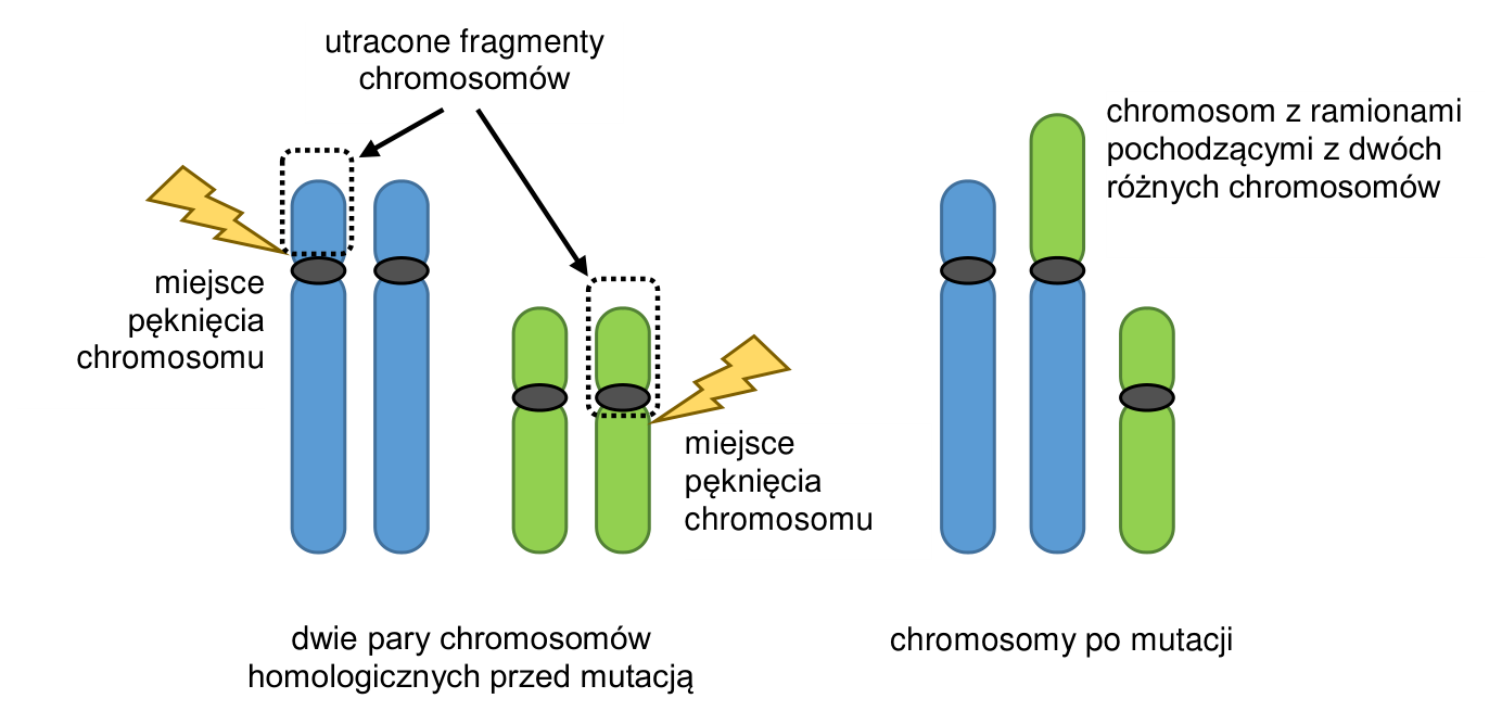 Schemat powstawania fuzji centrycznej: dwie pary chromosomów homologicznych przed mutacją i chromosomy po mutacji; oznaczono miejsca pęknięcia, utracone fragmenty oraz chromosom z ramionami pochodzącymi z dwóch różnych chromosomów.