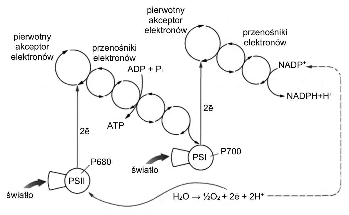 Schemat fosforylacji fotosyntetycznej z fotosystemami PSII i PSI, przenośnikami elektronów oraz oznaczeniami ATP, NADP⁺ i NADPH+H⁺.