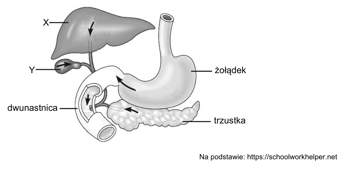 Rysunek żołądka, dwunastnicy i związanych z nią narządów, z oznaczeniami X i Y oraz źródłem pod ilustracją.