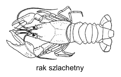 Rysunek raka szlachetnego z podpisem „rak szlachetny”