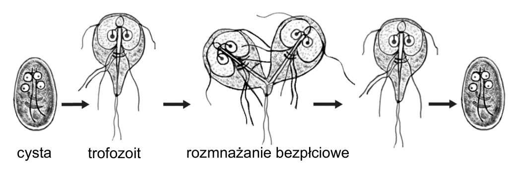 Schemat cyklu rozwojowego giardii jelitowej z podpisami: cysta, trofozoit, rozmnażanie bezpłciowe.