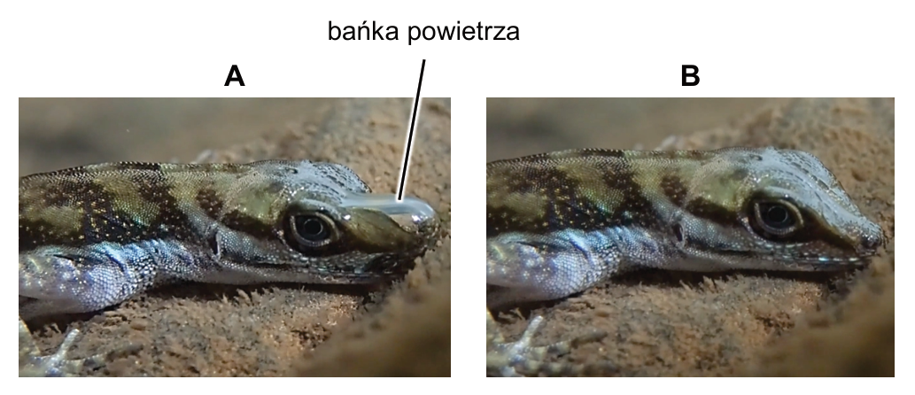 Zdjęcia A i B jaszczurki z oznaczoną bańką powietrza.