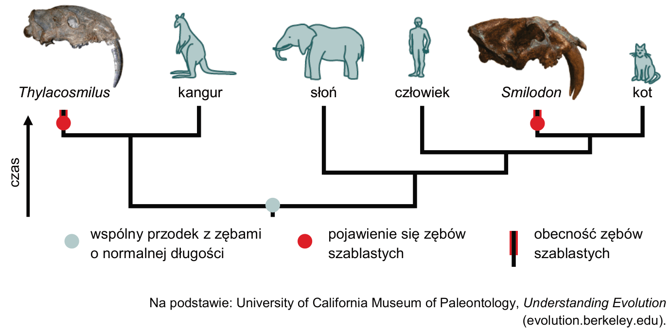 Drzewo filogenetyczne z ilustracjami czaszek i zwierząt, osią czasu oraz legendą dotyczącą zębów o normalnej długości i zębów szablastych.