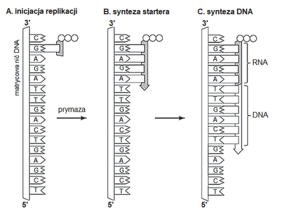 Schemat A–C przedstawiający inicjację replikacji, syntezę startera RNA i syntezę DNA, z oznaczeniami matrycowej nici DNA oraz kierunku 3′–5′.