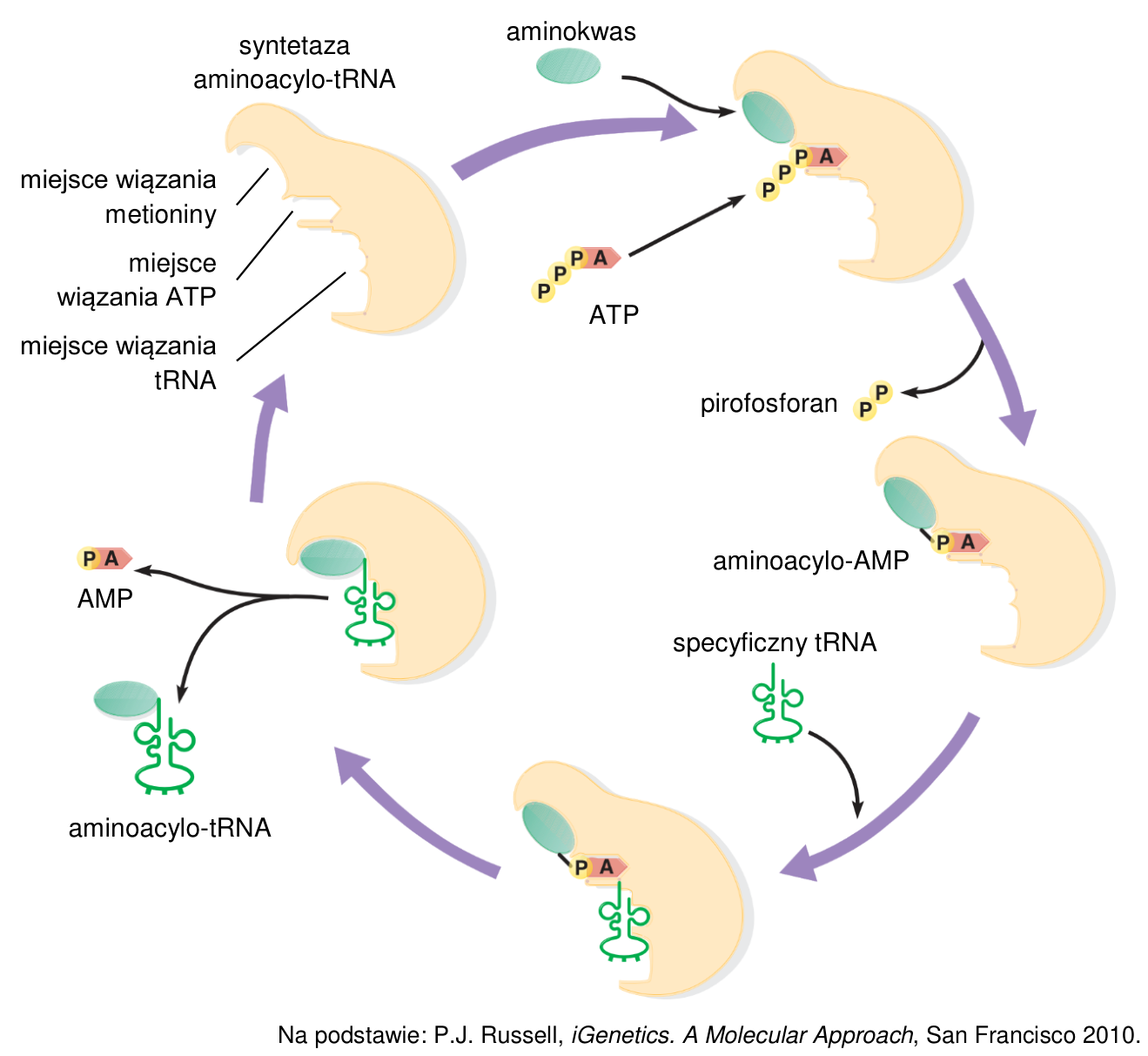 Schemat działania syntetazy aminoacylo-tRNA, obejmujący wiązanie aminokwasu i ATP, powstanie aminoacylo-AMP, przyłączenie specyficznego tRNA oraz uwolnienie aminoacylo-tRNA.
