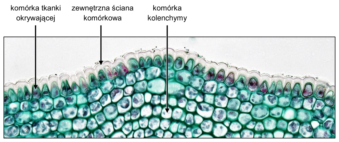 Mikrofotografia fragmentu przekroju poprzecznego przez łodygę lipy z oznaczeniami: komórka tkanki okrywającej, zewnętrzna ściana komórkowa, komórka kolenchymy.
