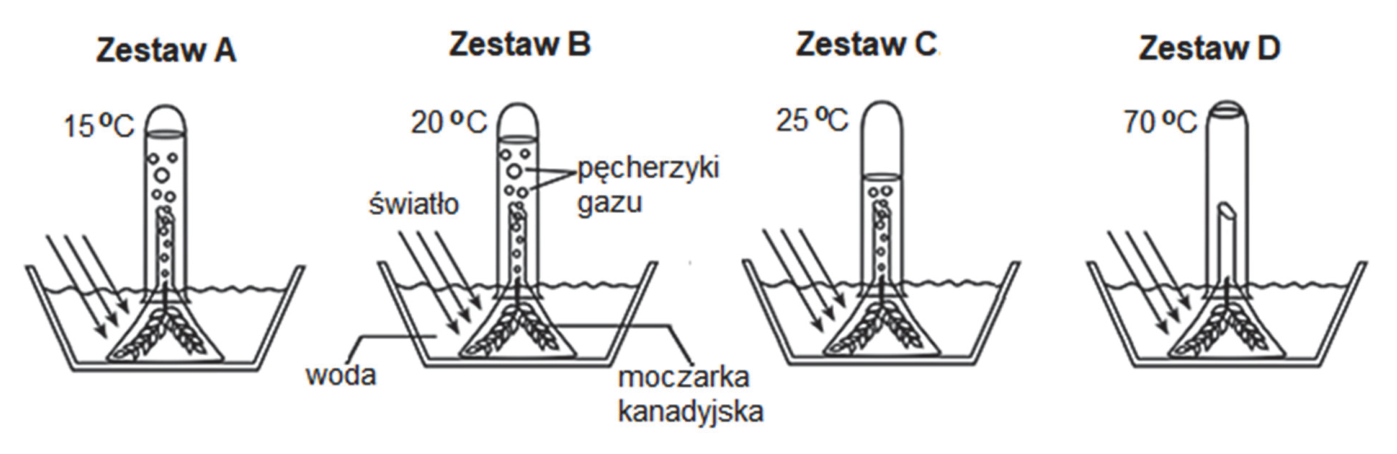 Rysunki zestawów doświadczalnych A–D z moczarką kanadyjską, temperaturami 15 °C, 20 °C, 25 °C i 70 °C oraz oznaczeniami: światło, woda, pęcherzyki gazu, moczarka kanadyjska.