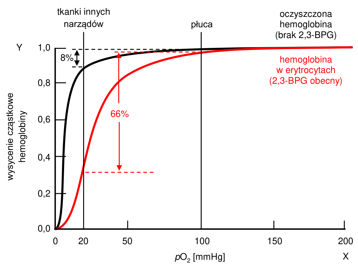 Wykres wysycenia cząstkowego hemoglobiny w zależności od ciśnienia cząstkowego tlenu, z czarną krzywą dla hemoglobiny oczyszczonej i czerwoną krzywą dla hemoglobiny w erytrocytach.