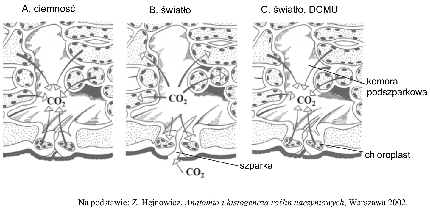 Trzy schematy aparatów szparkowych z kierunkami dyfuzji CO₂: A. ciemność; B. światło; C. światło, DCMU. Na rysunkach oznaczono komorę podszparkową, chloroplast i szparkę.