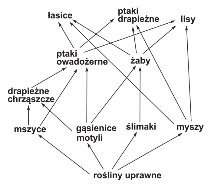 Schemat sieci pokarmowej ekosystemu pola uprawnego