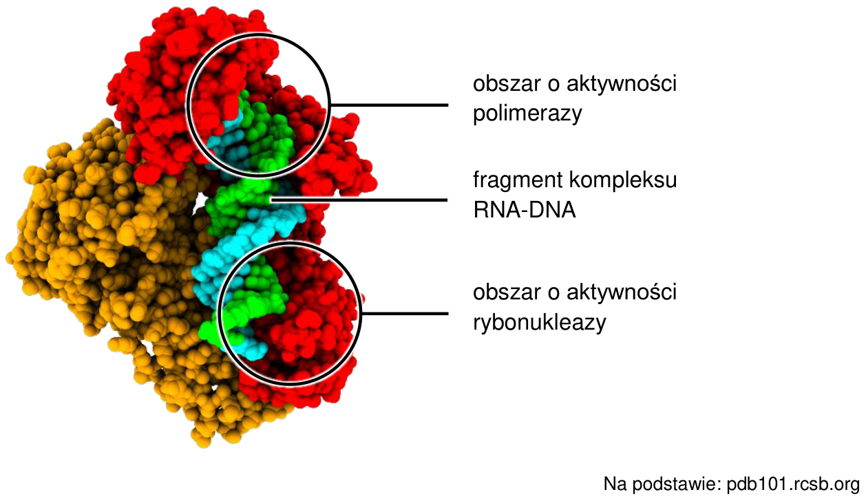 Model strukturalny odwrotnej transkryptazy HIV z fragmentem kompleksu RNA-DNA. Zaznaczono obszar o aktywności polimerazy, fragment kompleksu RNA-DNA i obszar o aktywności rybonukleazy.