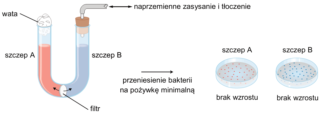 Schemat doświadczenia Davisa: szczepy A i B rozdzielone filtrem w U-rurce; po przeniesieniu na pożywkę minimalną brak wzrostu kolonii obu szczepów.