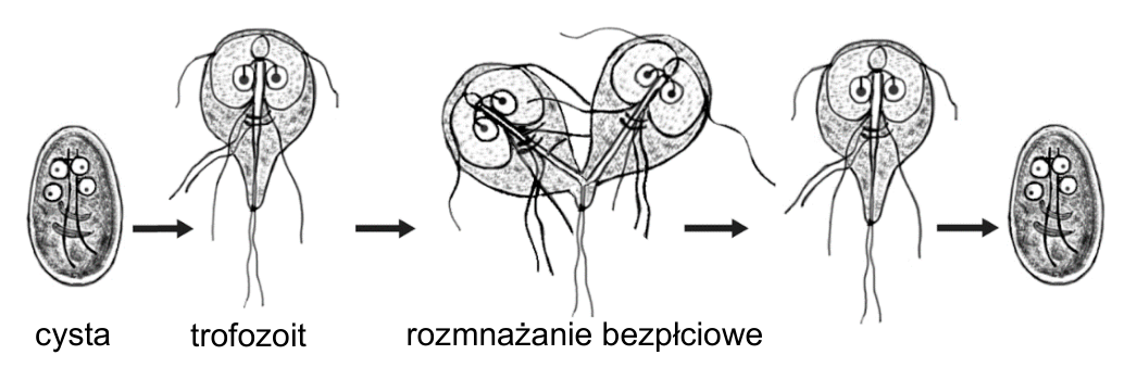 Schemat cyklu rozwojowego giardii jelitowej w organizmie człowieka, z oznaczeniami: cysta, trofozoit, rozmnażanie bezpłciowe.