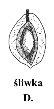 D. śliwka — przekrój owocu.