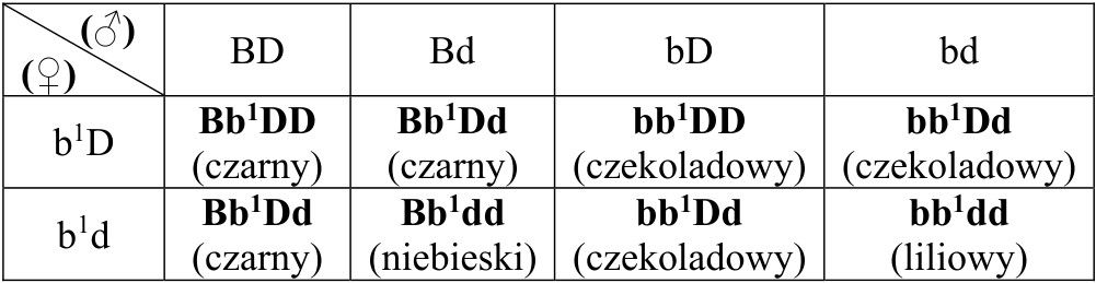 Szachownica Punnetta z gametami samca i samicy oraz genotypami i umaszczeniem potomstwa