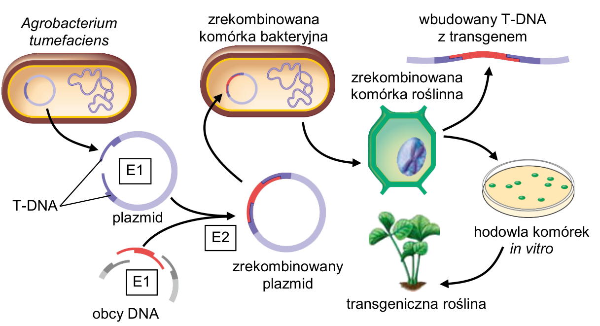 Schemat otrzymywania rośliny transgenicznej z użyciem Agrobacterium tumefaciens; obejmuje plazmid, obcy DNA, enzymy E1 i E2, zrekombinowany plazmid, komórkę roślinną i hodowlę in vitro.