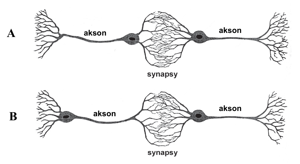 Dwa schematy połączeń neuronów oznaczone A i B, z podpisami „akson” i „synapsy”.