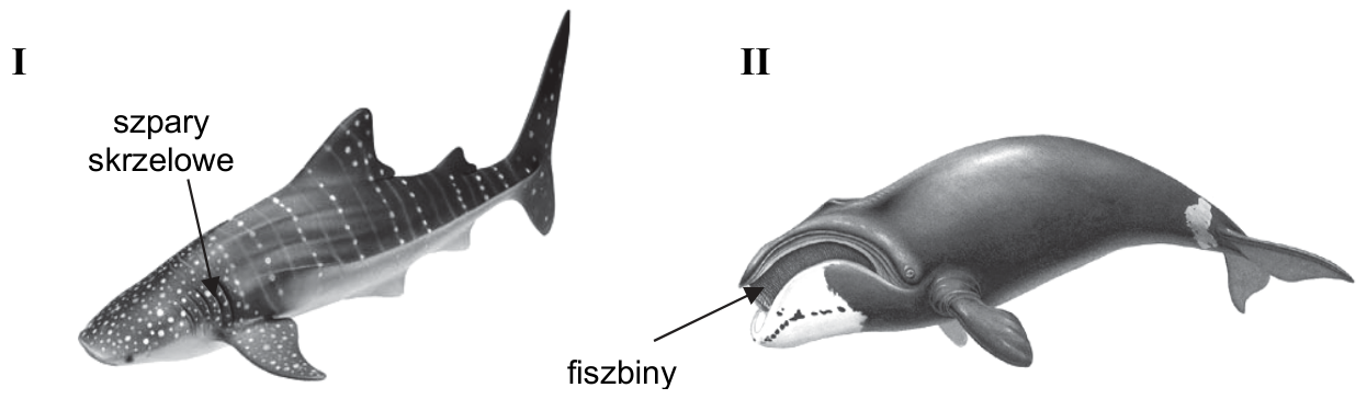Rysunki I i II dwóch planktonożernych kręgowców z oznaczeniami „szpary skrzelowe” i „fiszbiny” oraz źródłami ilustracji.