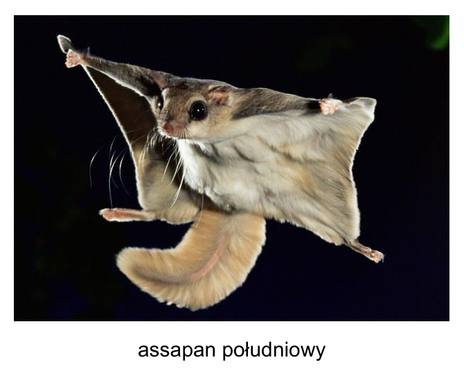 Assapan południowy podczas lotu ślizgowego; podpis: assapan południowy.