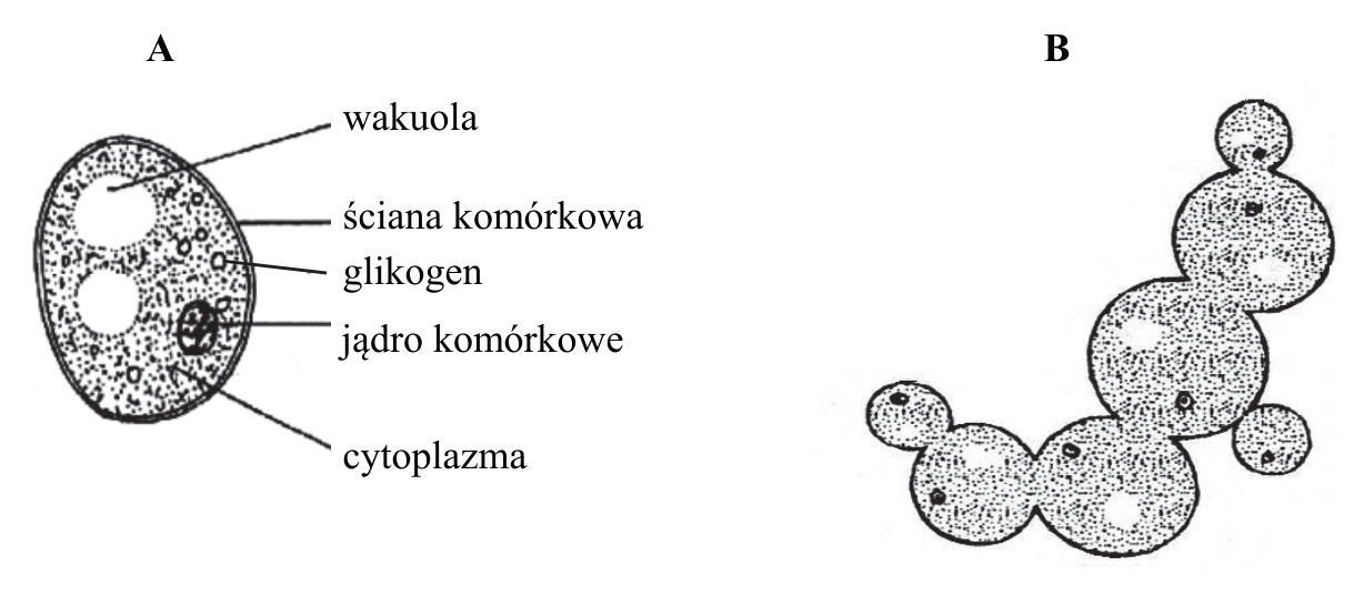Rysunek A: budowa komórki drożdży z oznaczeniami: wakuola, ściana komórkowa, glikogen, jądro komórkowe i cytoplazma. Rysunek B: rozmnażanie się drożdży przez pączkowanie.