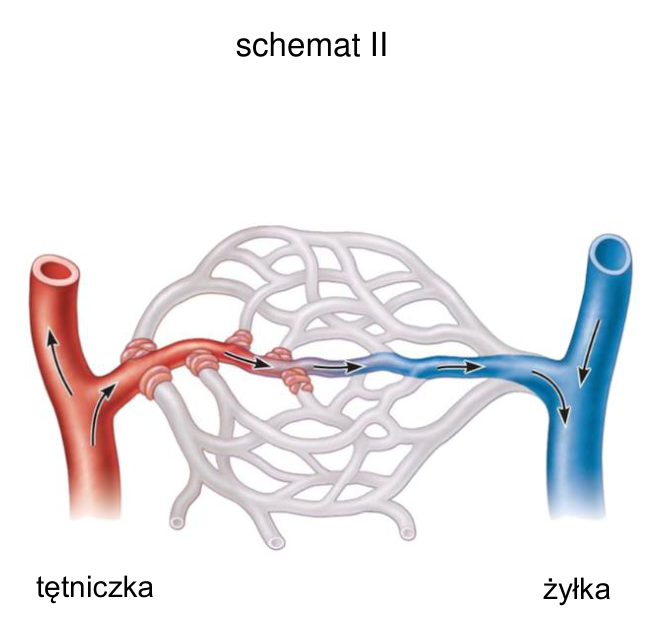 Schemat II mikrokrążenia przy zamkniętych zwieraczach przedkapilarnych