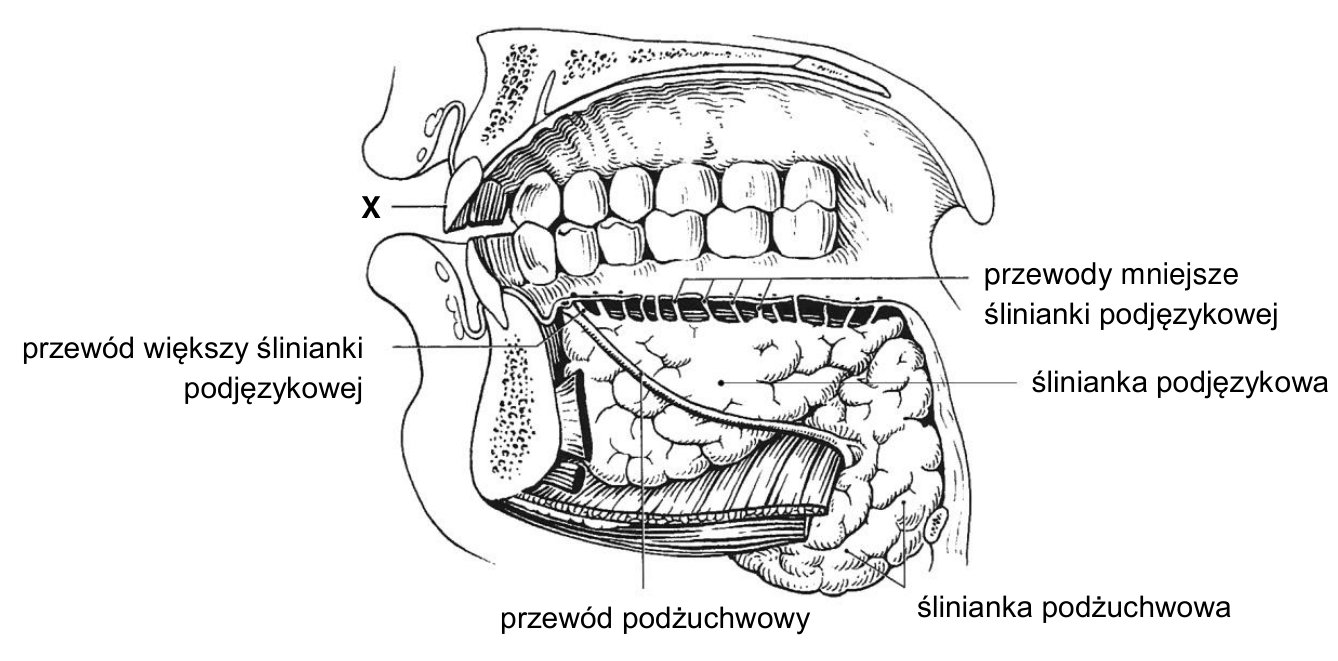 Schemat jamy ustnej z oznaczeniem X oraz podpisami ślinianek podjęzykowej i podżuchwowej oraz ich przewodów.